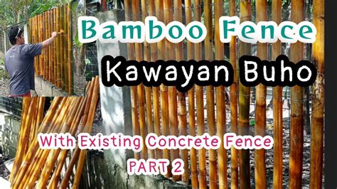 kawayan bakod|Kawayan – Bamboos in Philippines .